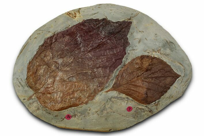 Wide Plate with Two Fossil Leaves (Two Species) - Montana #356534